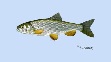 Le Chevesne chevaine Poisson D eau Douce De Plus En Plus Appr ci Le Chevesne chevaine Poisson D eau Douce De Plus En Plus Appr ci