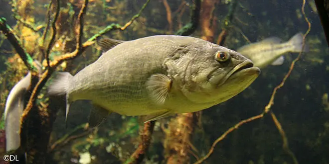 Black-bass poisson