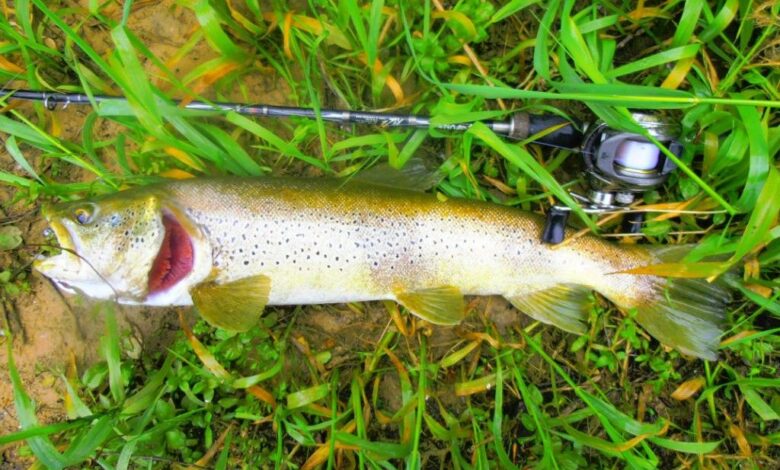 Casting et truites : Tentez le powerfishing sur la truite ! 23 truite casting 05 e1365605993814