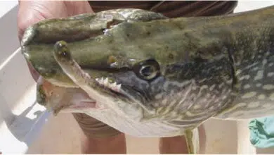 Dangers de l'utilisation du fish grip sur le brochet