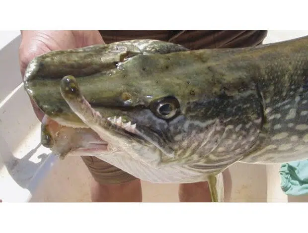 Dangers de l'utilisation du fish grip sur le brochet