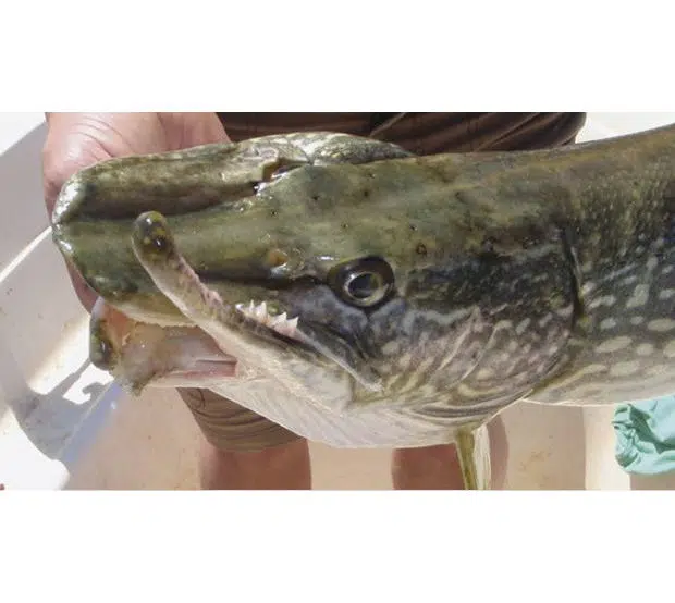 Dangers de l'utilisation du fish grip sur le brochet