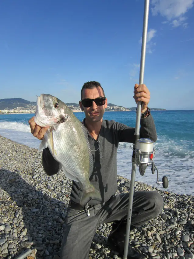 Pour réussir à prendre de tels poissons, il faut vraiment avoir un matériel adapté et savoir faire preuve d’une grande patience. La daurade est un poisson chipoteur : on voit nettement que l’hameçon est piqué juste sur le bord des lèvres.