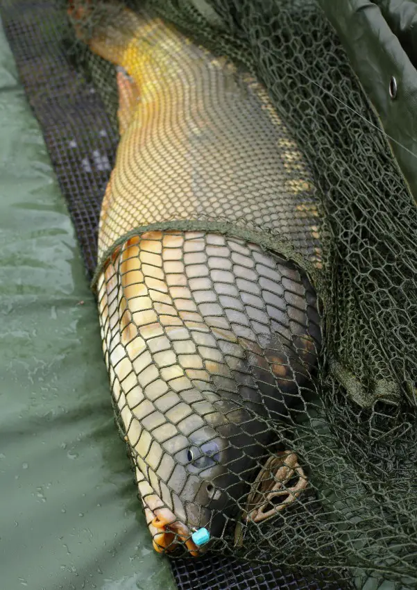 Poisson piégé au Method-Feeder