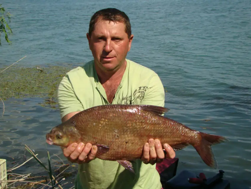 Pêche de la brème au coup au moulinet