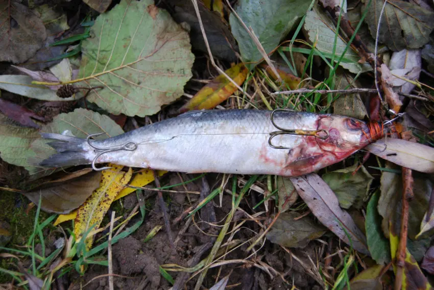 Pêcher les carnassiers en eaux claires