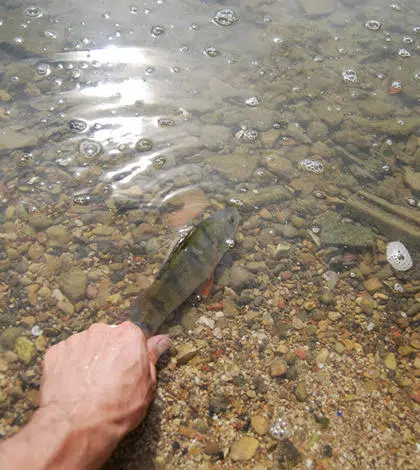 Pêcher les carnassiers en eaux claires