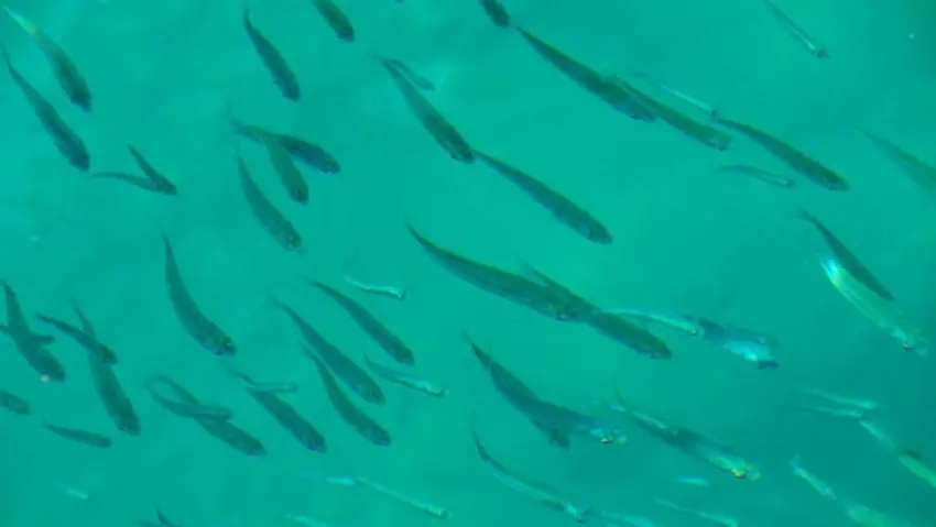 Pêcher dans les chasses en mer