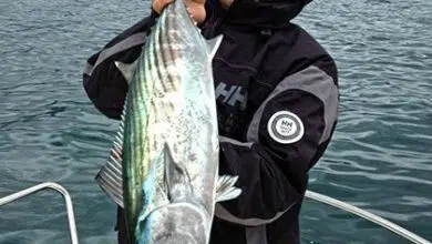 Pêcher dans les chasses en mer