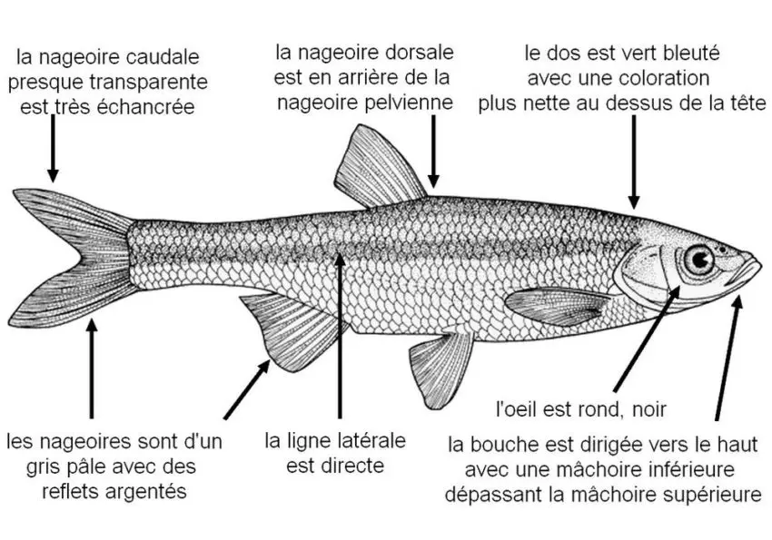 peche-poisson-ablette-03