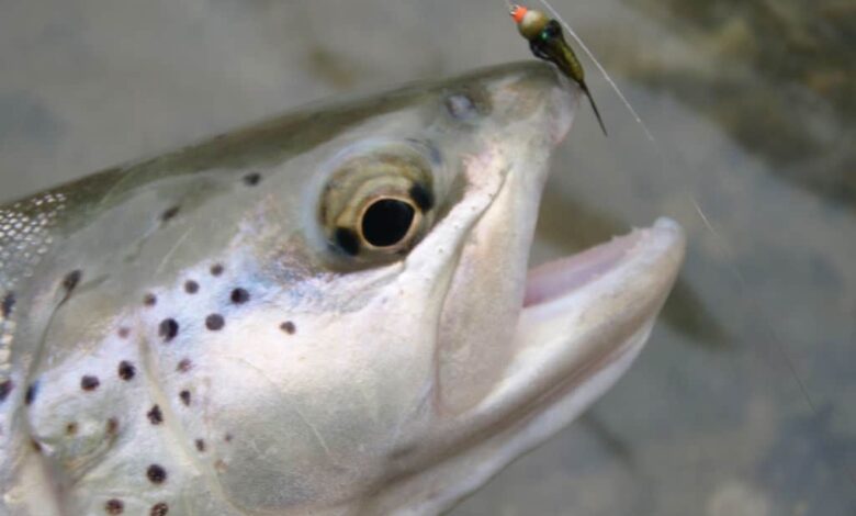 Pêche de la truite à la mouche