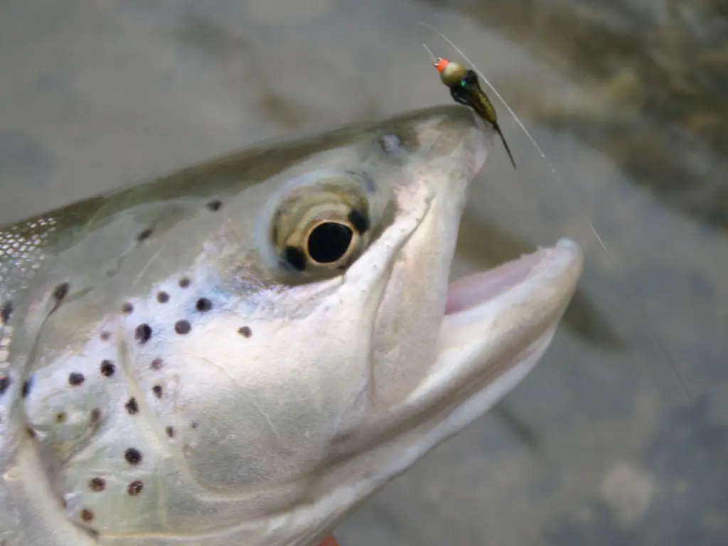 Pêche de la truite à la mouche