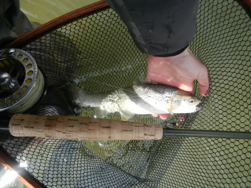 Pêche de la truite à la mouche