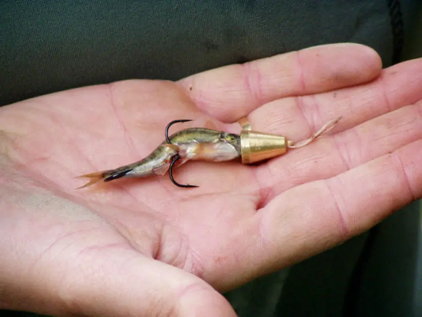 La pêche de la truite au vairon manié