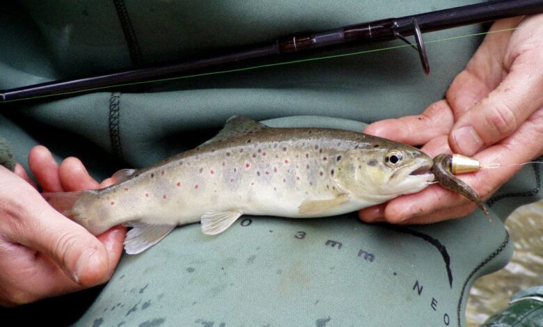 La pêche de la truite au vairon manié