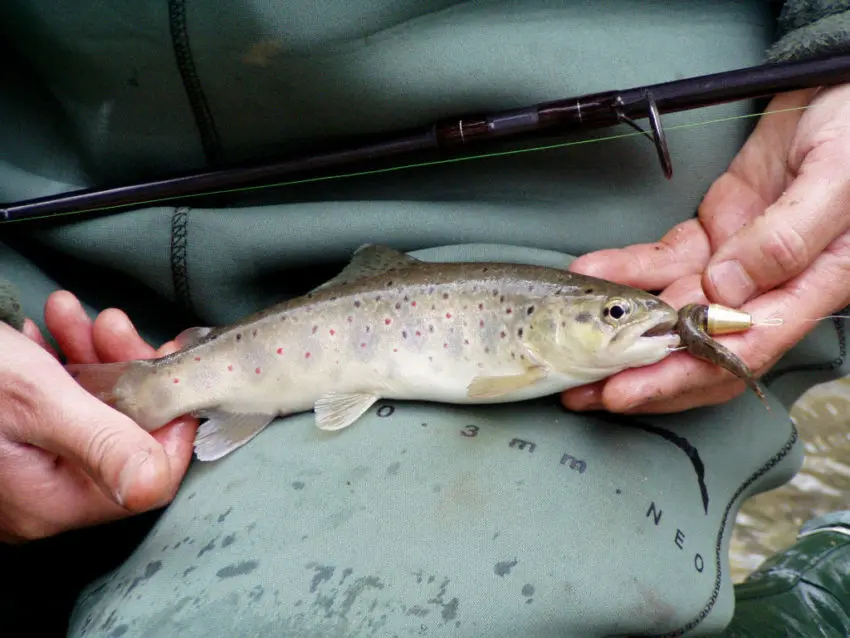 La pêche de la truite au vairon manié