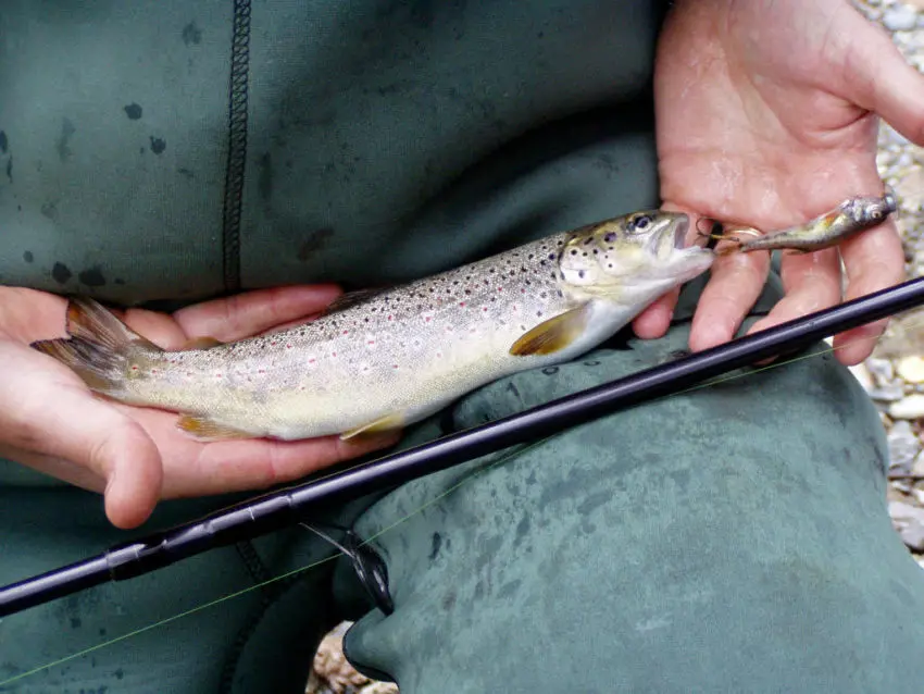 La pêche de la truite au vairon manié