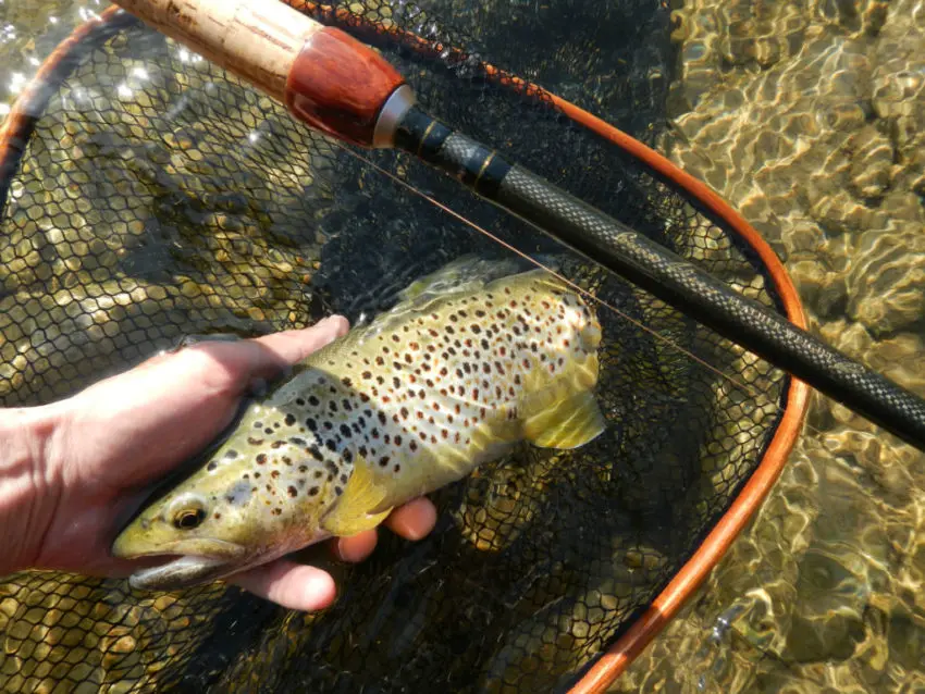 Conseils pour pêcher la truite