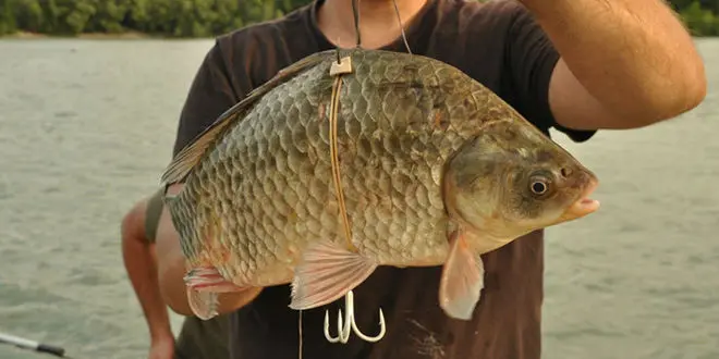 Montage au vif pour la pêche du silure