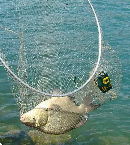 Pêche de la brème au coup en eaux lentes