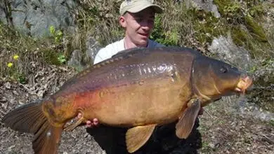 La pêche de la carpe en 1ere catégorie