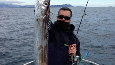 Pêcher le sabre au jig en mer