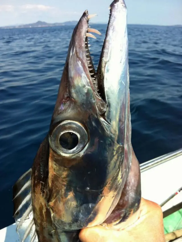 Pêcher le sabre au jig en mer