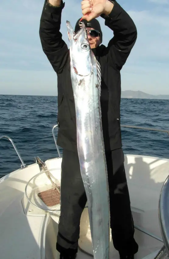 Pêcher le sabre au jig en mer