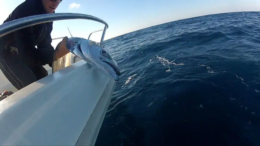 Pêcher le sabre au jig en mer