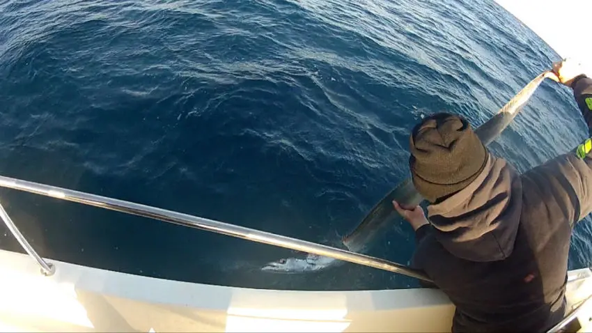 Pêcher le sabre au jig en mer