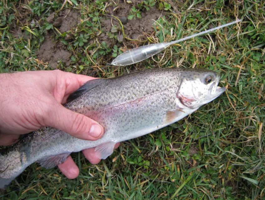 La pêche de la truite à la bombette