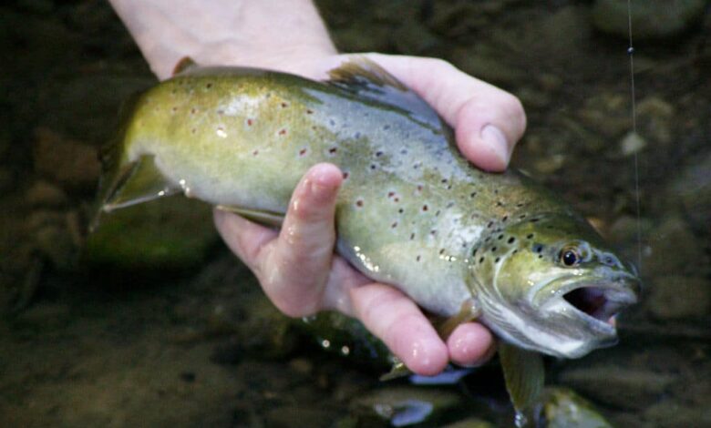 La pêche de la truite au toc et aux appâts naturels