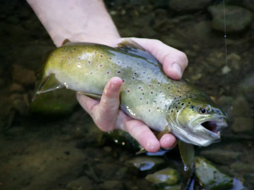 La pêche de la truite au toc et aux appâts naturels