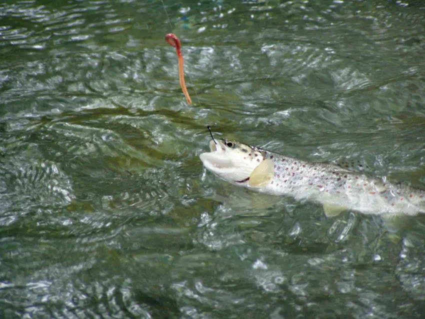 La pêche de la truite au toc et aux appâts naturels