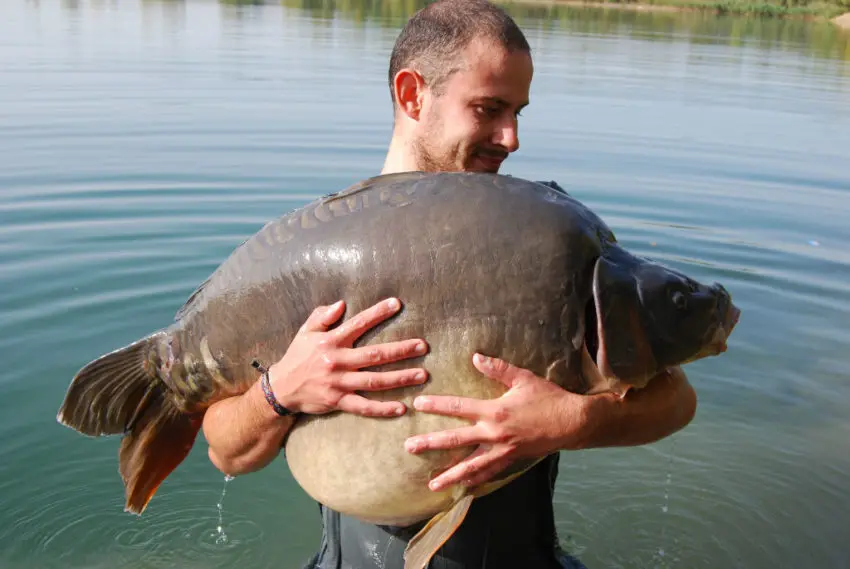 L'évolution du poids des carpes