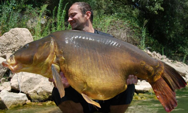 L'évolution du poids des carpes