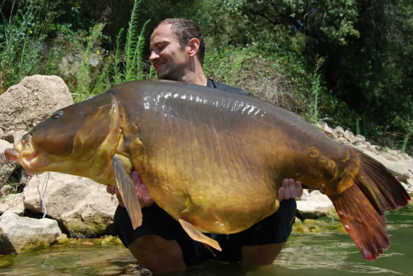 L'évolution du poids des carpes