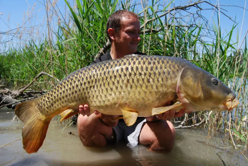 L'évolution du poids des carpes