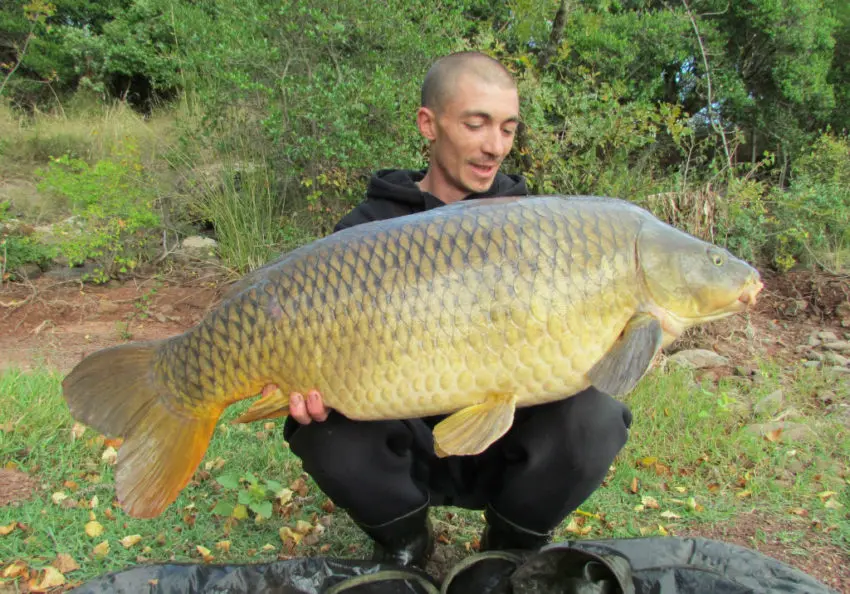 Conseils d'amorçage pour pêcher la carpe en grands lacs