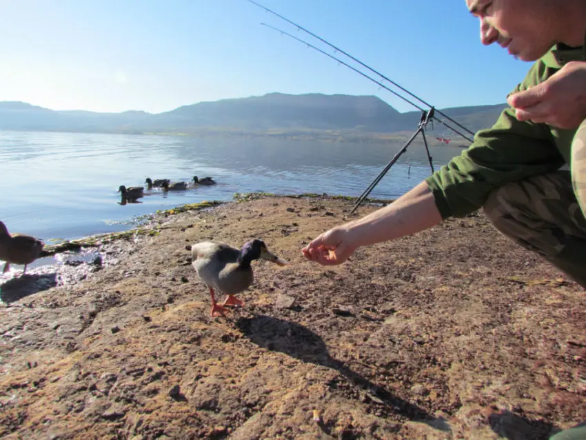 Conseils d'amorçage pour pêcher la carpe en grands lacs