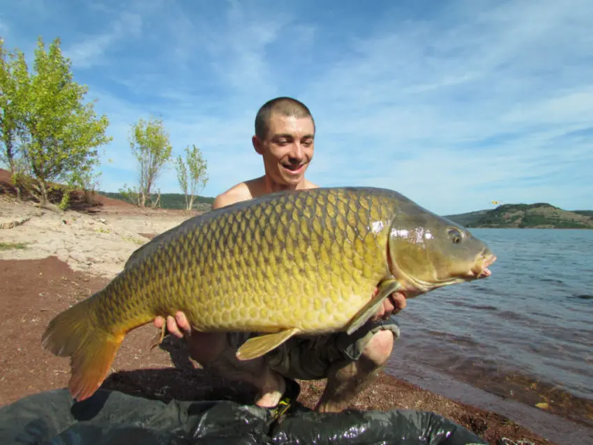 Conseils d'amorçage pour pêcher la carpe en grands lacs