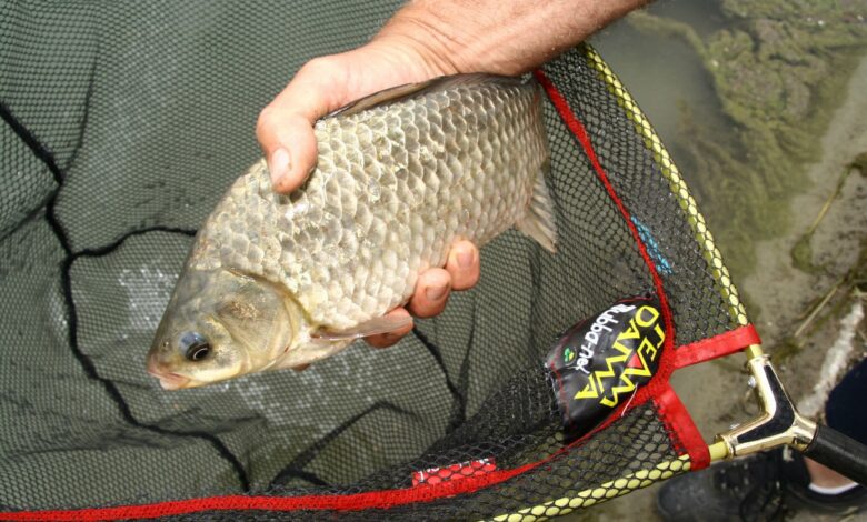 Pêcher le carassin