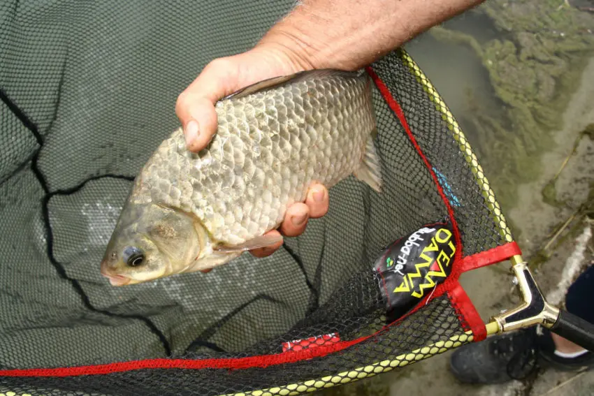 Pêcher le carassin