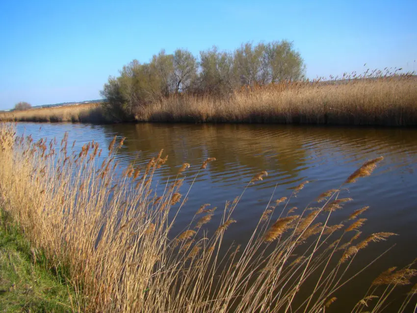 Pêche dans le canal du Rhône à Sète