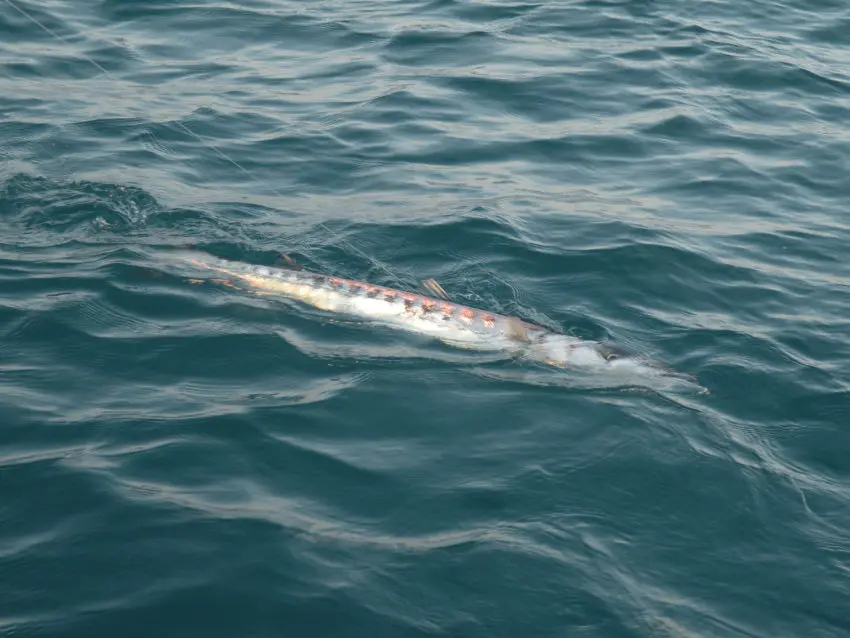 Pêche en mer en bateau au vif