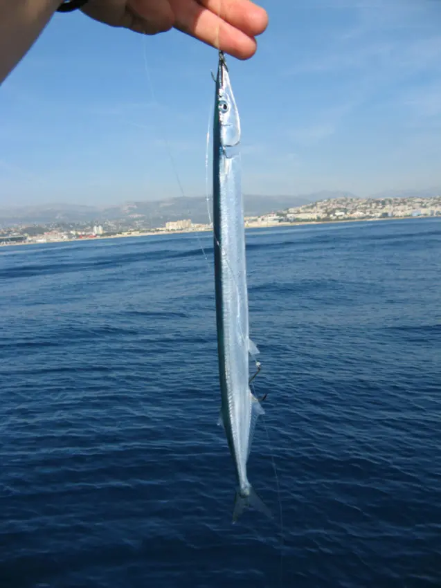 Pêche en mer en bateau au vif