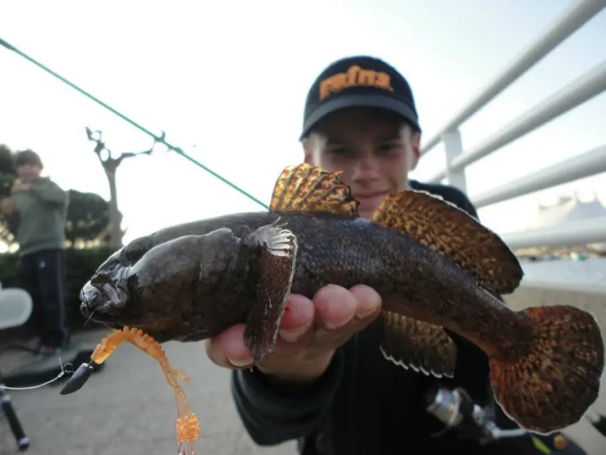 La pêche en rockfishing