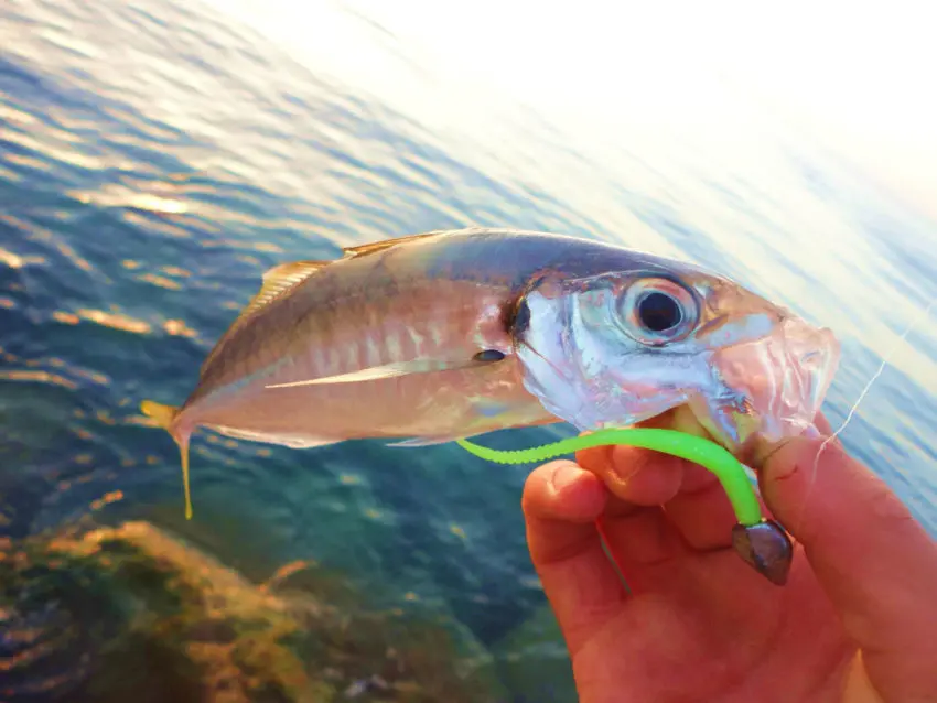 La pêche en rockfishing