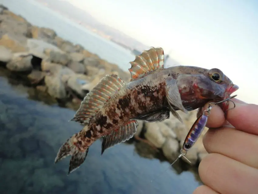 La pêche en rockfishing