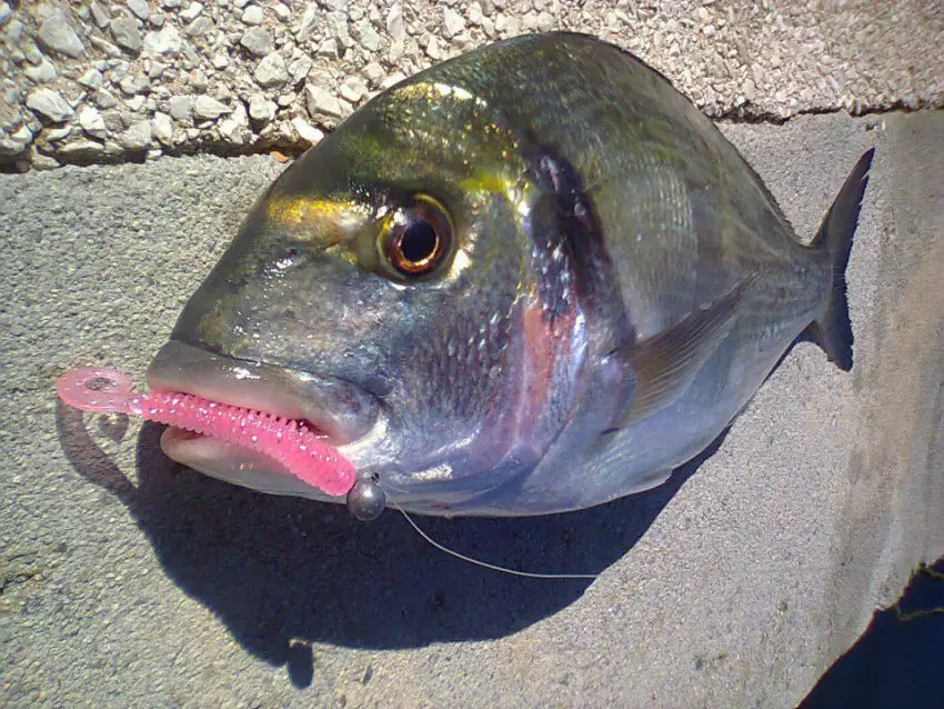 La pêche en rockfishing